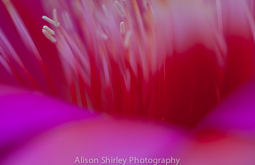 alison-shirley_cactus-2202